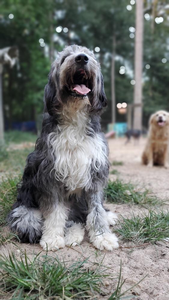 Sally, Adoptable, Adult Female Border Collie & Poodle.