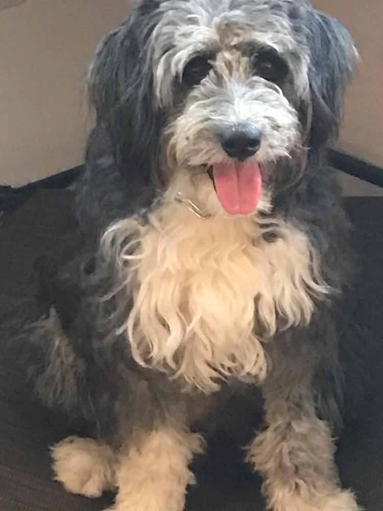 Enlarge Sally, a Adoptable mixed breed in Nokomis, FL image 2/4