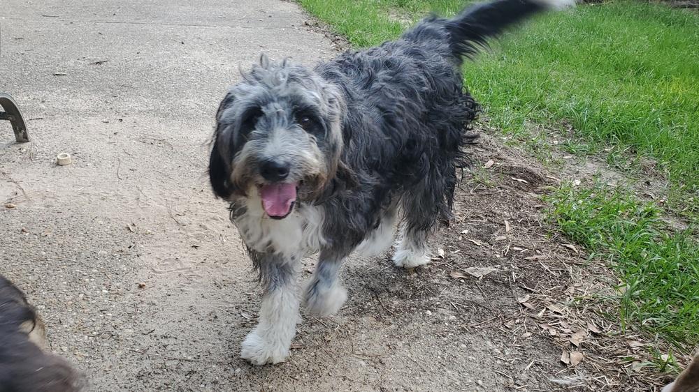 Enlarge Sally, a Adoptable mixed breed in Nokomis, FL image 3/4