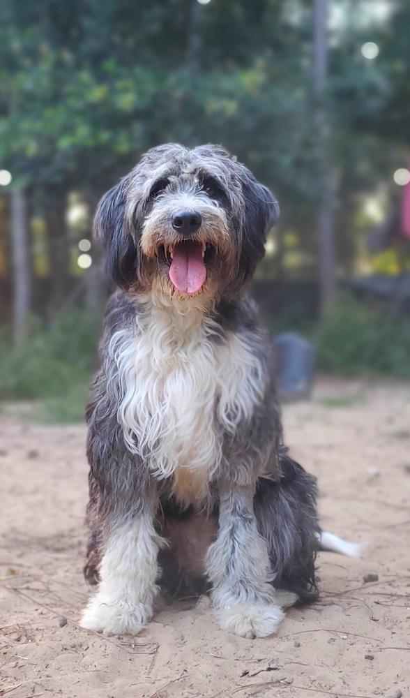 Enlarge Sally, a Adoptable mixed breed in Nokomis, FL image 4/4