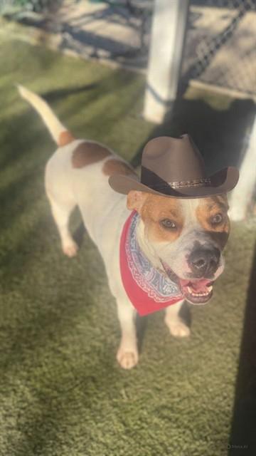 BENNY, Adoptable, Adult Male American Bulldog & Mixed Breed.
