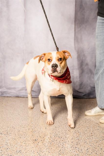 Enlarge BENNY, a Adoptable mixed breed in Miami, FL image 1/1