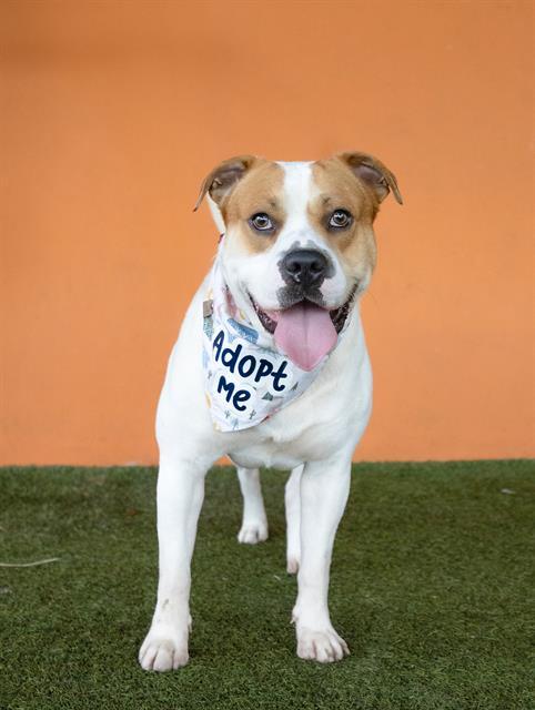 Enlarge BENNY, a Adoptable mixed breed in Miami, FL image 1/1