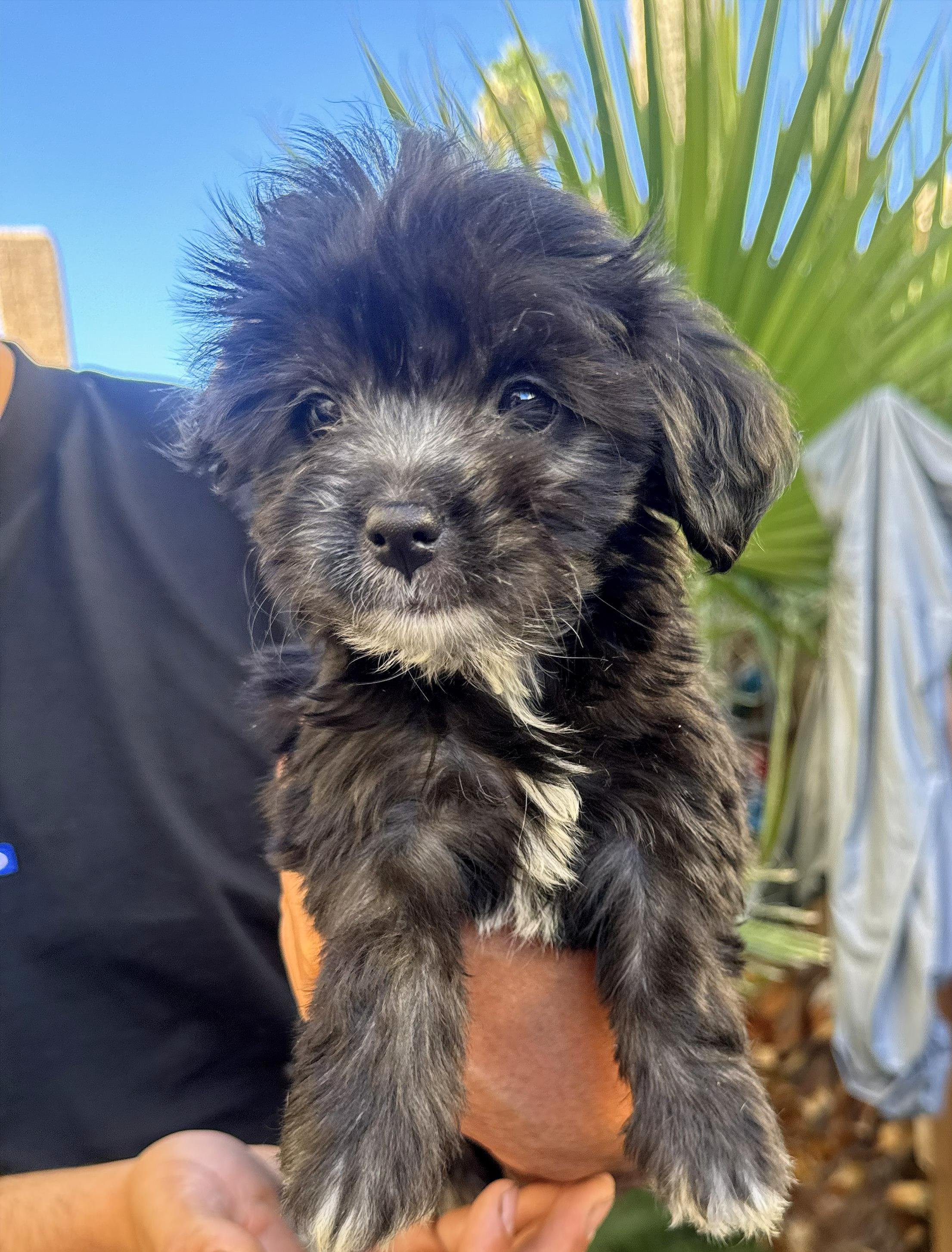 Enlarge Jax, an adoptable mixed breed in Phoenix, AZ image 1/1