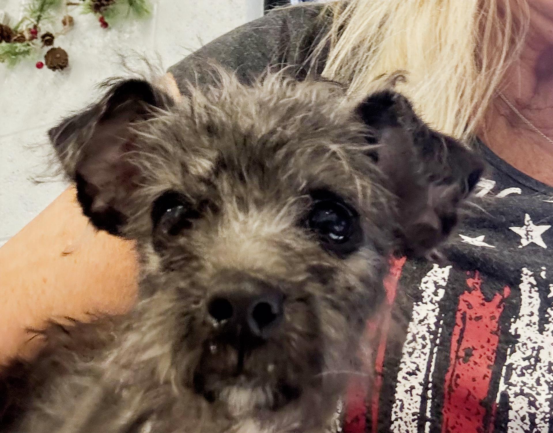 Jax, an adoptable mixed breed in Phoenix, AZ image 2/2