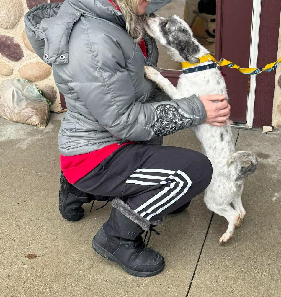 Enlarge Scuttle, a Adoptable mixed breed in Grafton, WI image 1/3