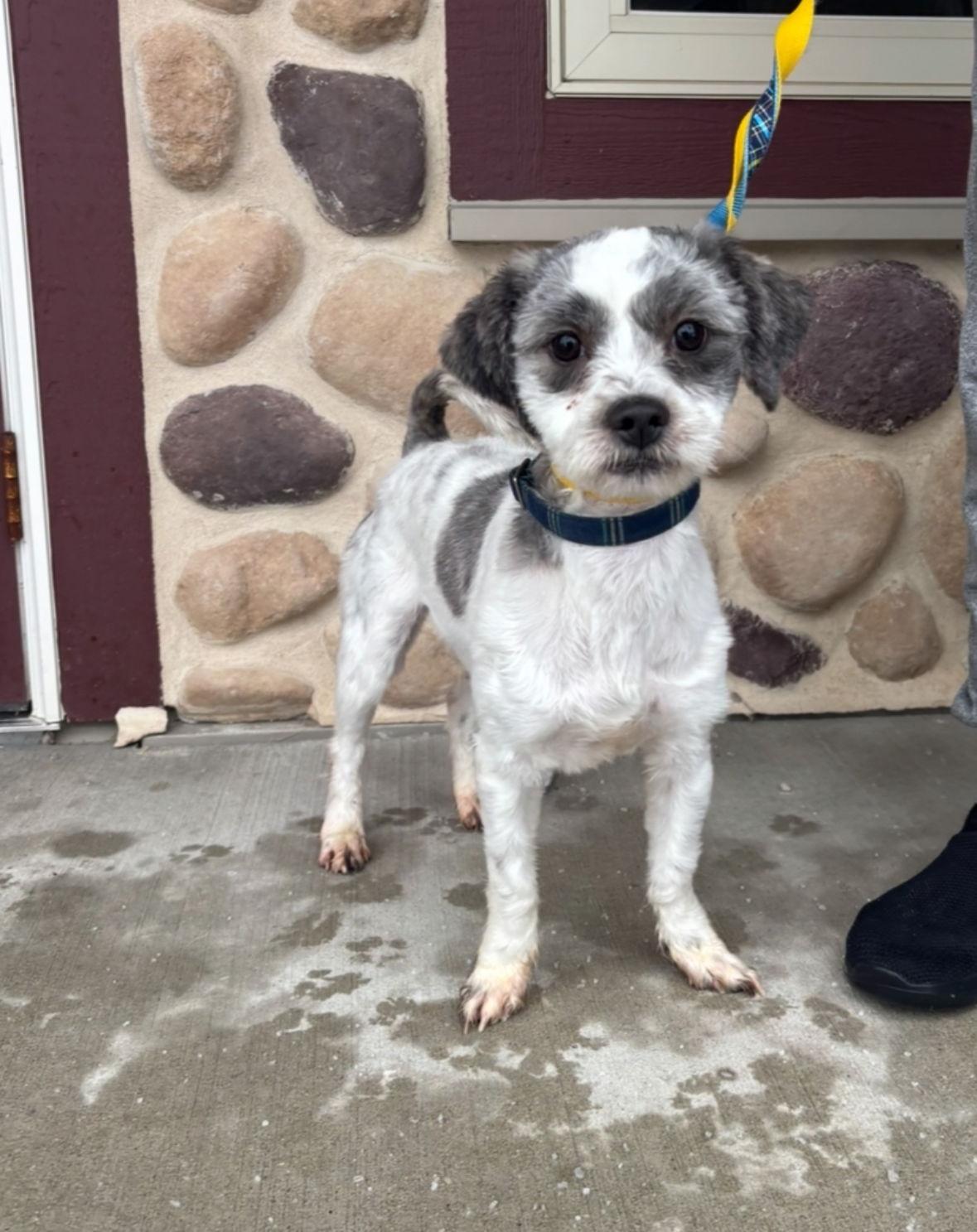 Enlarge Scuttle, a Adoptable mixed breed in Grafton, WI image 2/3