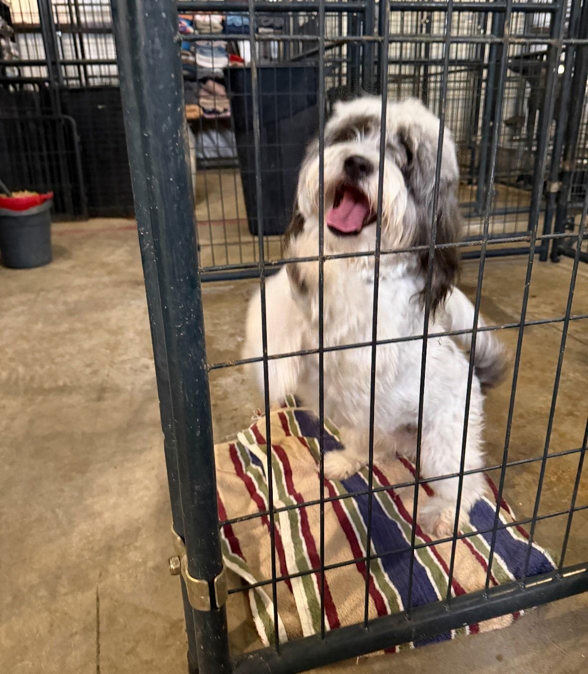 Scuttle - ADOPTION IN PROCESS, Adoptable, Young Male Shih Tzu & Lhasa Apso.