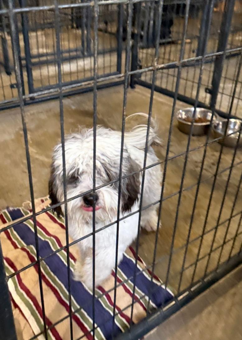 Enlarge Scuttle - ADOPTION IN PROCESS, a Adoptable mixed breed in Grafton, WI image 3/3