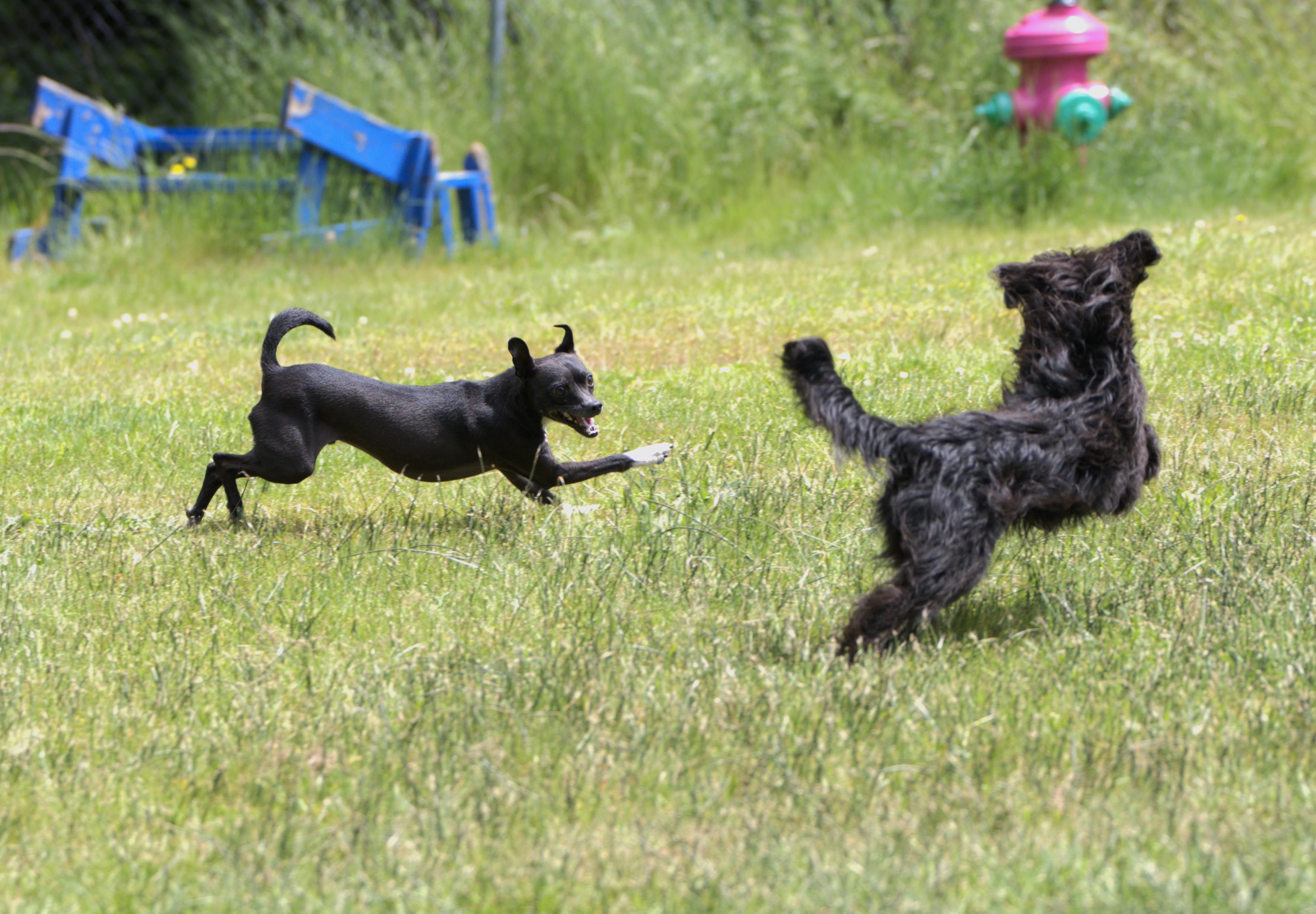 Poncho, a Adoptable mixed breed in Hoquiam, WA image 6/6