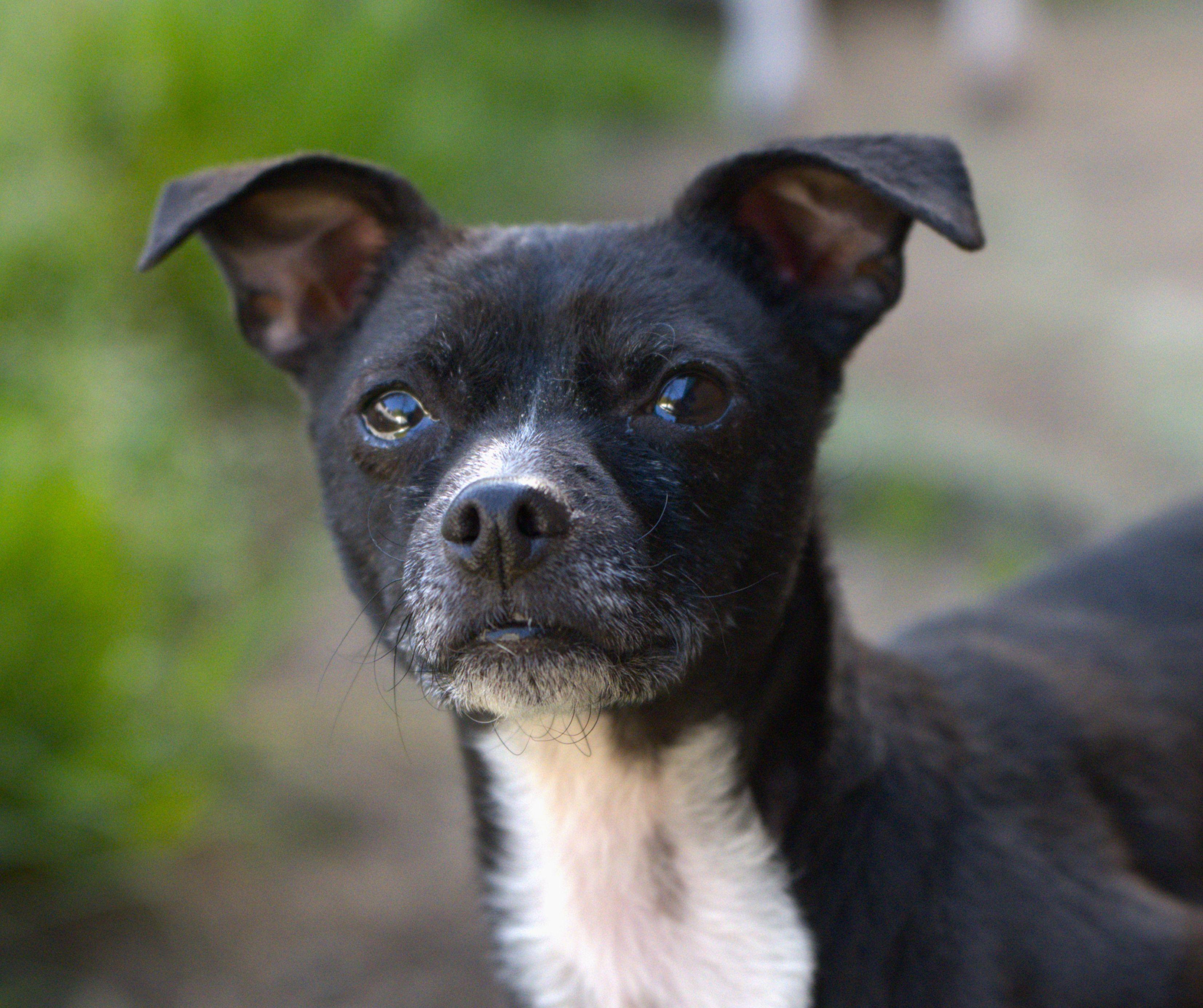 Poncho, Adoptable, Adult Male Chihuahua.