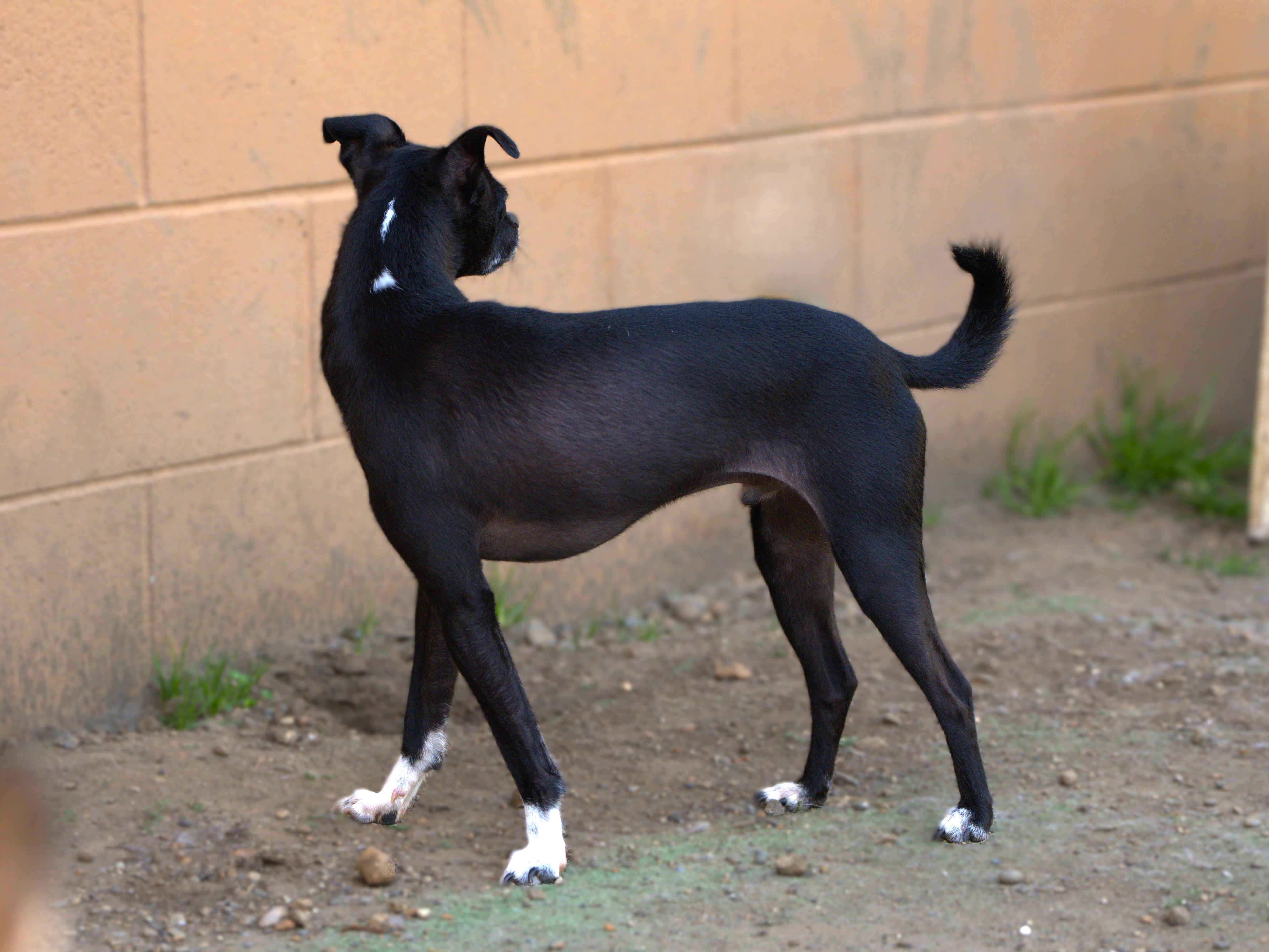Poncho, a Adoptable mixed breed in Hoquiam, WA image 5/6
