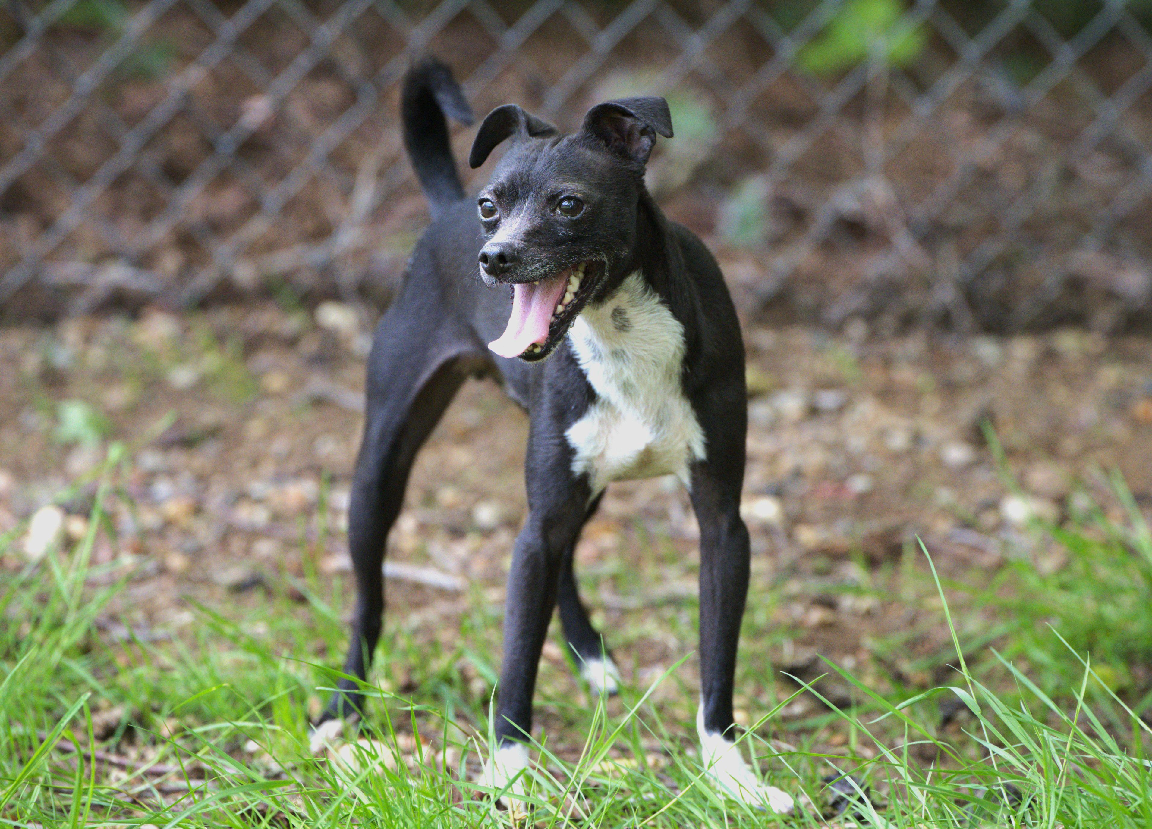 Poncho, a Adoptable mixed breed in Hoquiam, WA image 3/6
