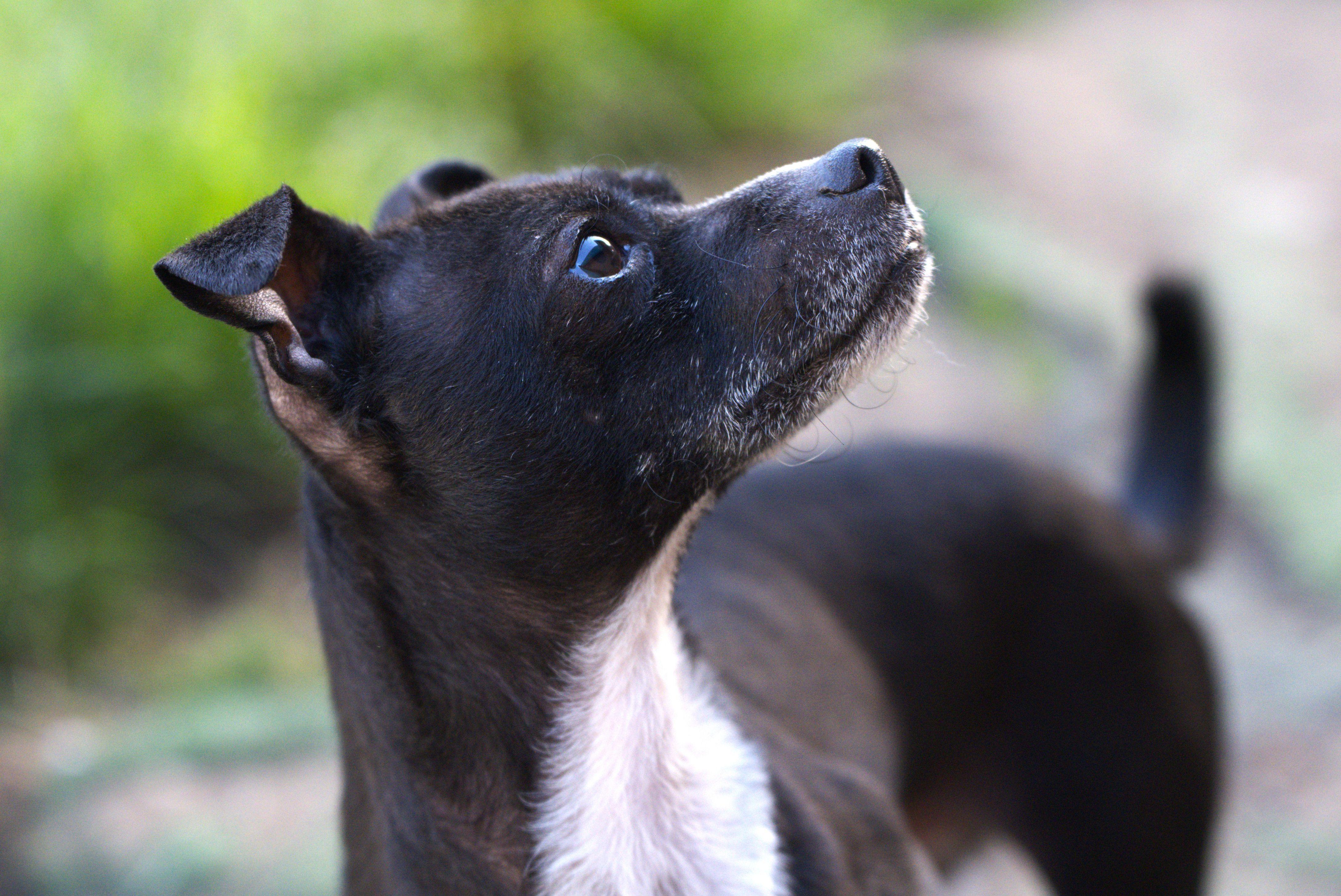 Poncho, a Adoptable mixed breed in Hoquiam, WA image 2/6