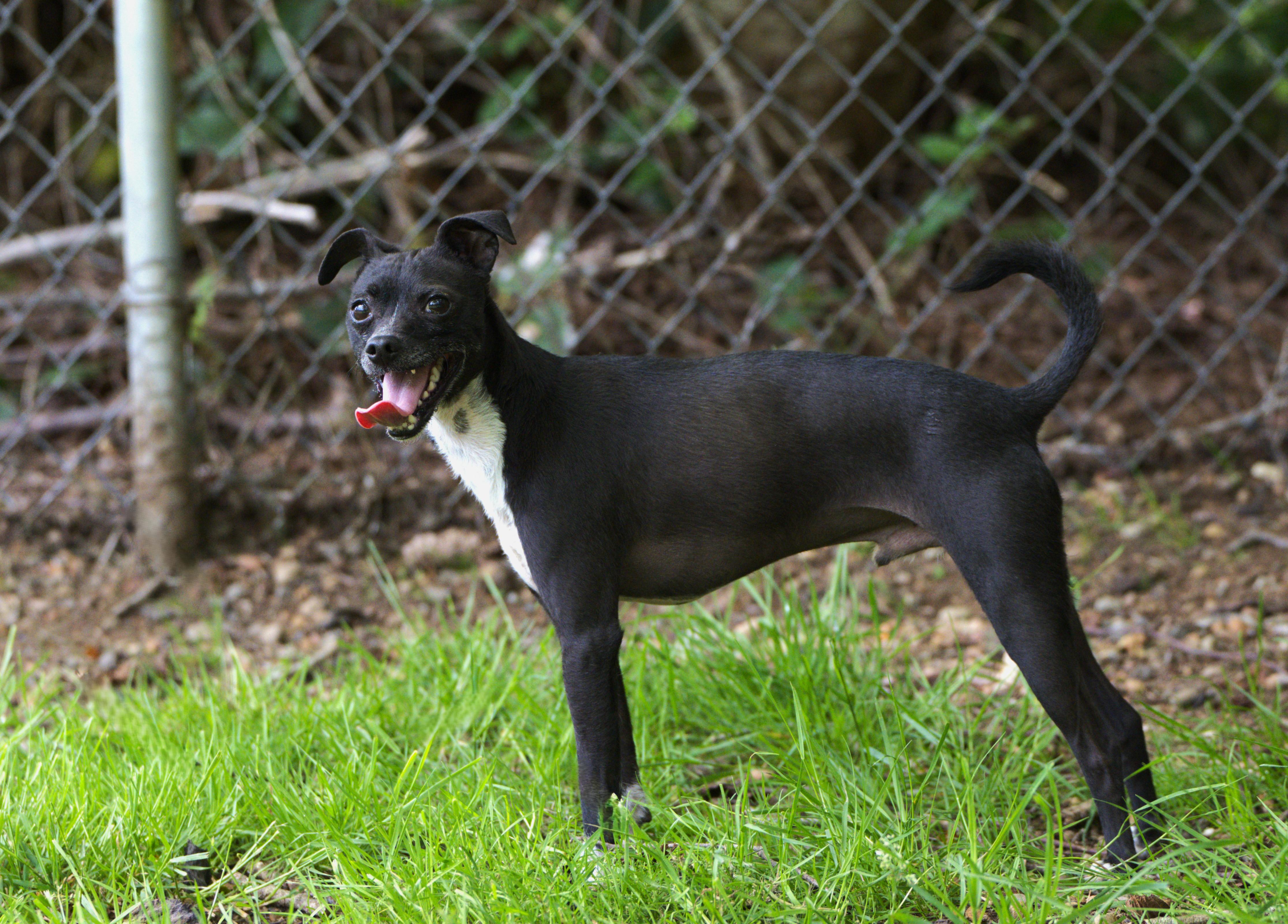 Poncho, a Adoptable mixed breed in Hoquiam, WA image 4/6
