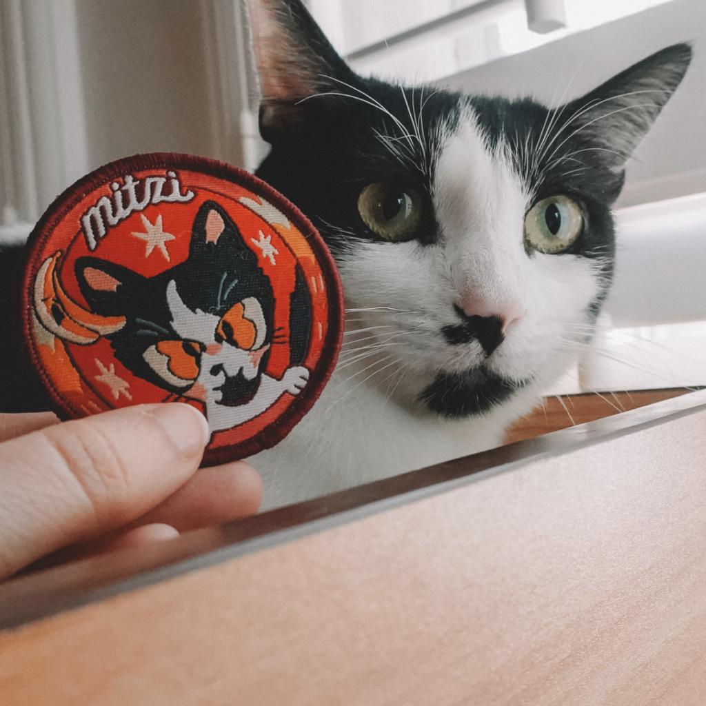 Enlarge MITZI, a Adoptable Domestic Short Hair image 1/1