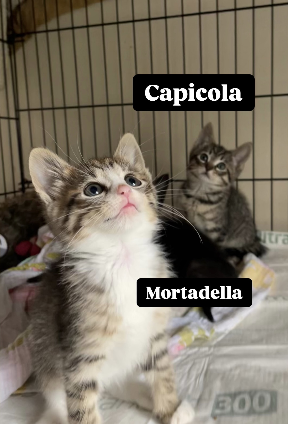 Mortadella
