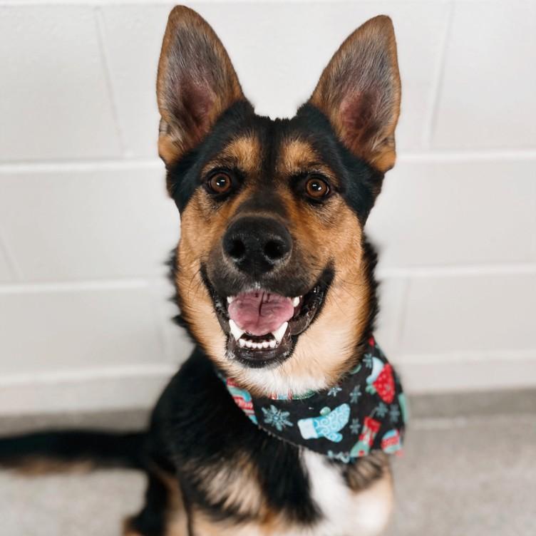 Enlarge SHREK, a Adoptable mixed breed in Loveland, CO image 1/1