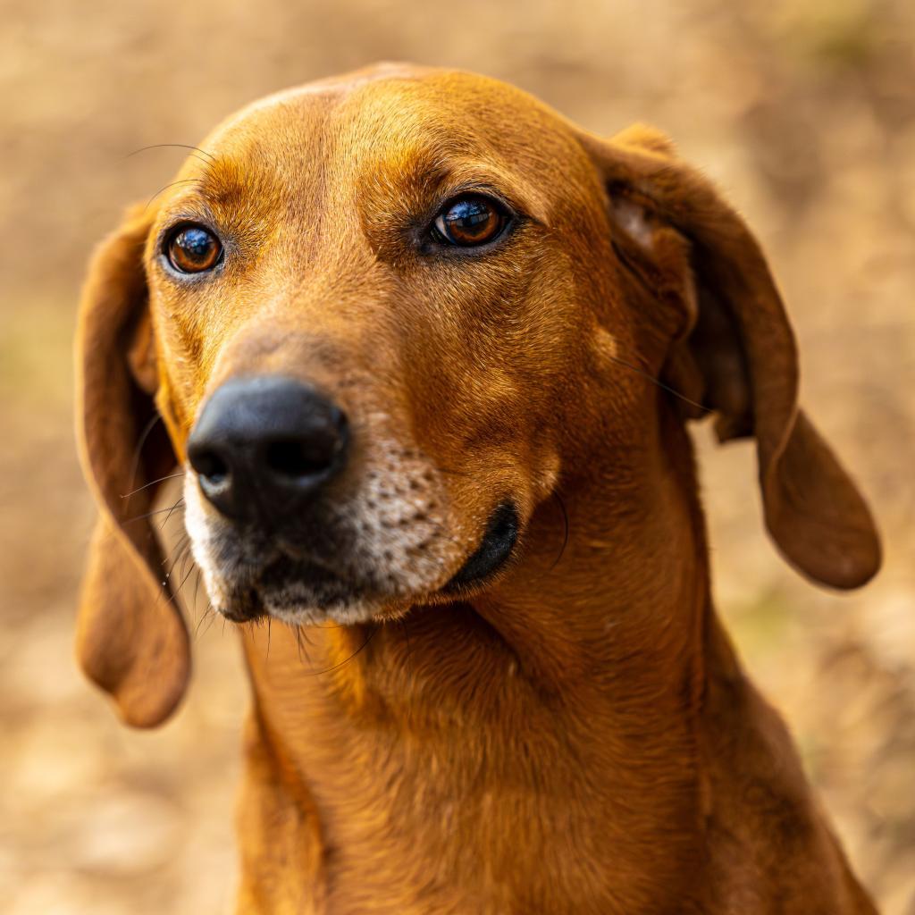Enlarge Big Sky (I have a Secret Crush!), a Adoptable mixed breed in Decatur, GA image 1/6