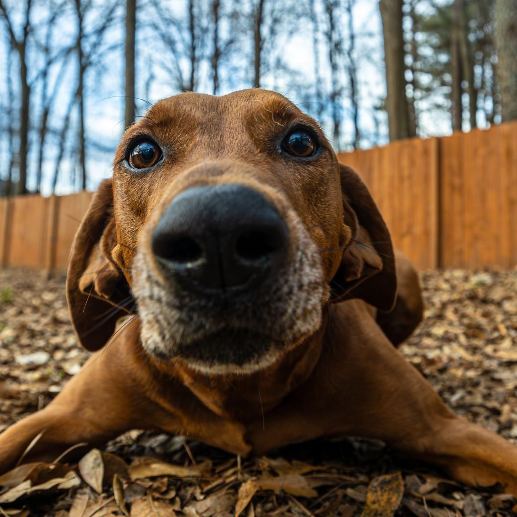 Enlarge Big Sky (I have a Secret Crush!), a Adoptable mixed breed in Decatur, GA image 2/6