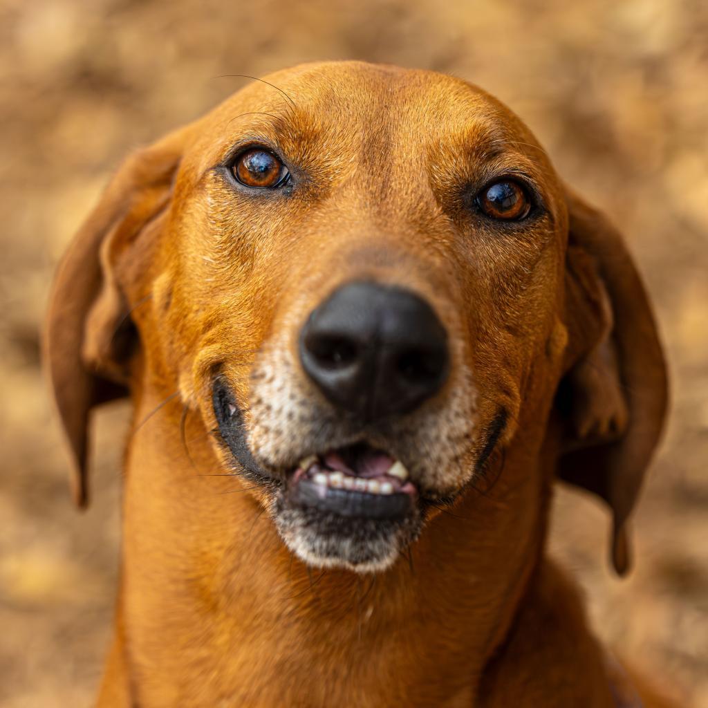 Enlarge Big Sky (I have a Secret Crush!), a Adoptable mixed breed in Decatur, GA image 3/6