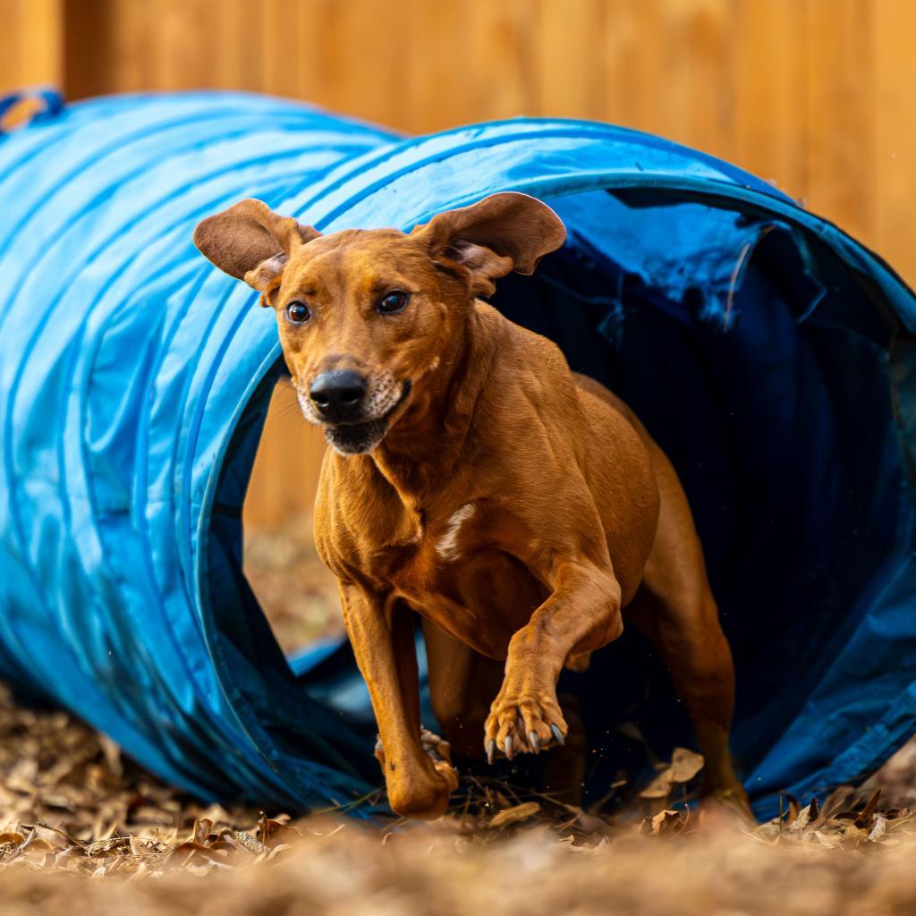 Enlarge Big Sky (I have a Secret Crush!), a Adoptable mixed breed in Decatur, GA image 4/6