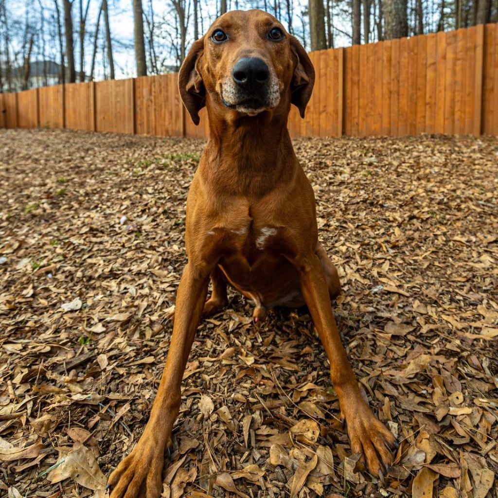 Enlarge Big Sky (I have a Secret Crush!), a Adoptable mixed breed in Decatur, GA image 5/6
