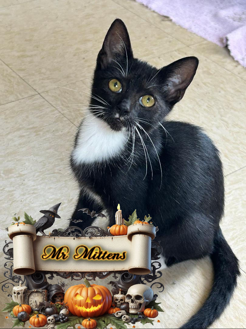 Cat for adoption Mr Mittens, a Domestic Short Hair in Corinth, NY