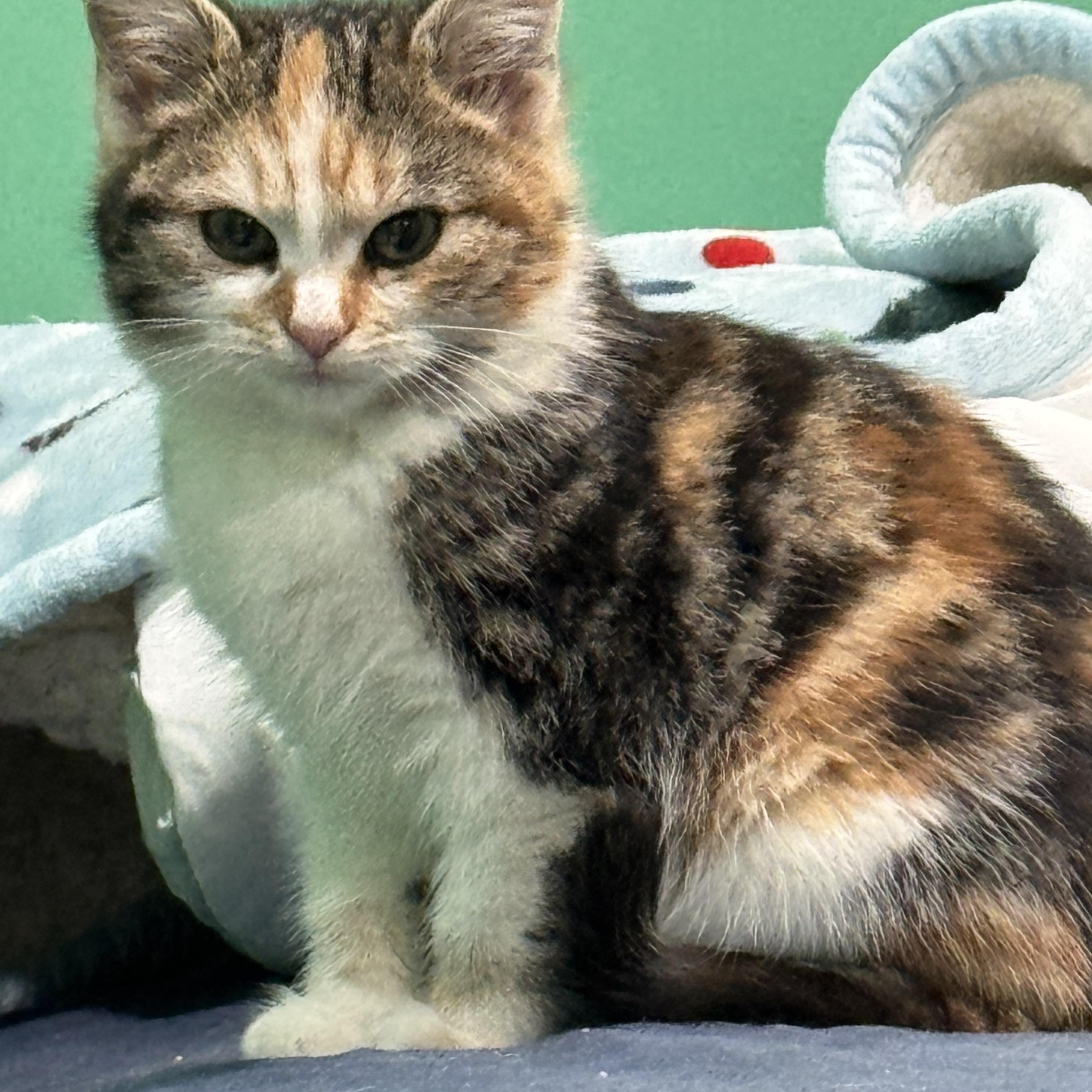 Phoebe, adopted, Kitten Female Calico.