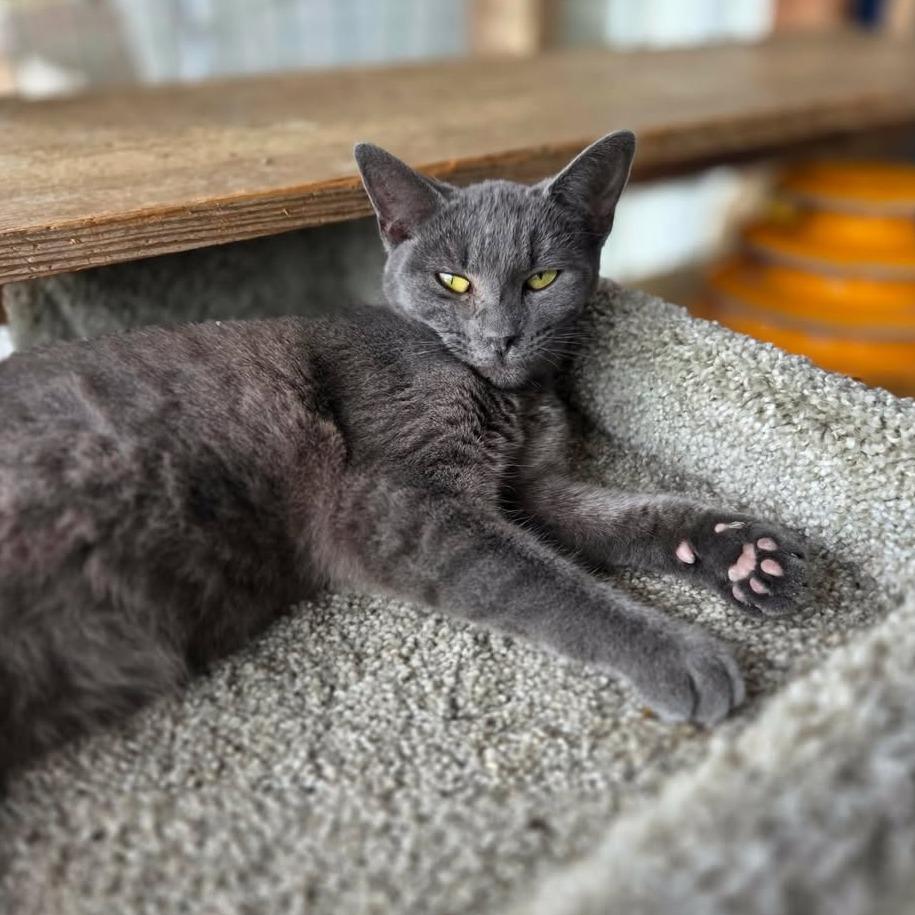Olga (bonded with Nancy), Adoptable, Young Female Domestic Short Hair.