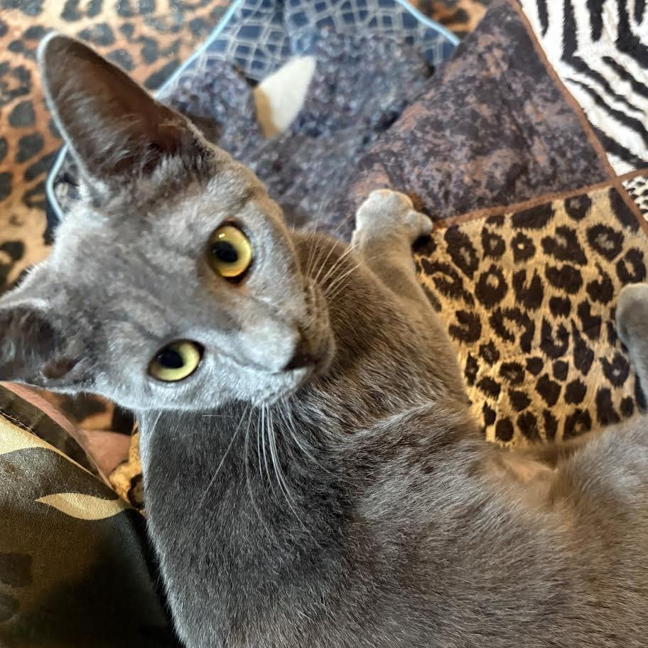 Enlarge Olga (bonded with Nancy), a Adoptable Domestic Short Hair in Madison, WI image 2/6