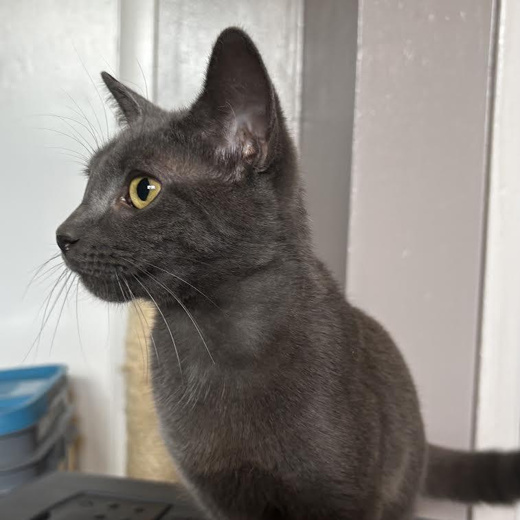 Enlarge Olga (bonded with Nancy), a Adoptable Domestic Short Hair in Madison, WI image 3/6