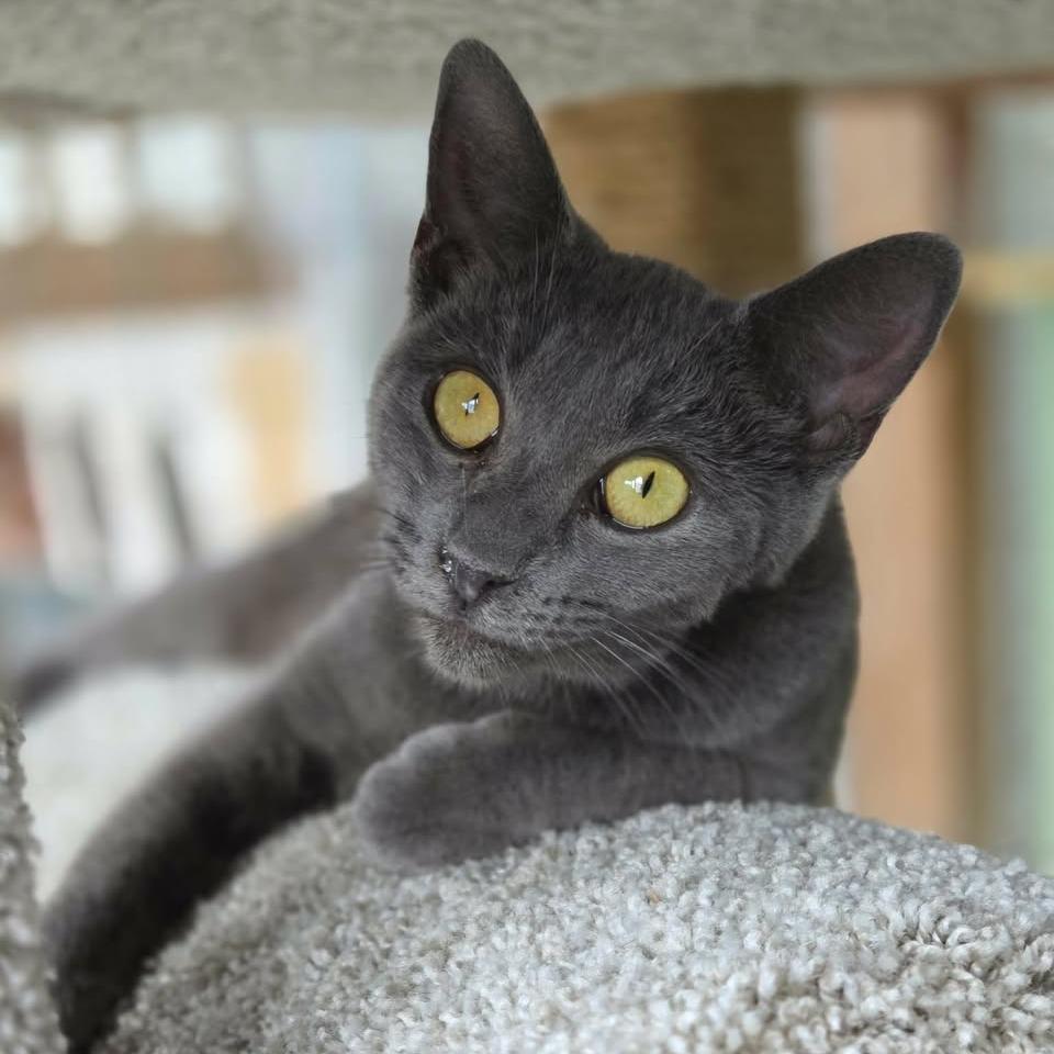 Enlarge Olga (bonded with Nancy), a Adoptable Domestic Short Hair in Madison, WI image 4/6