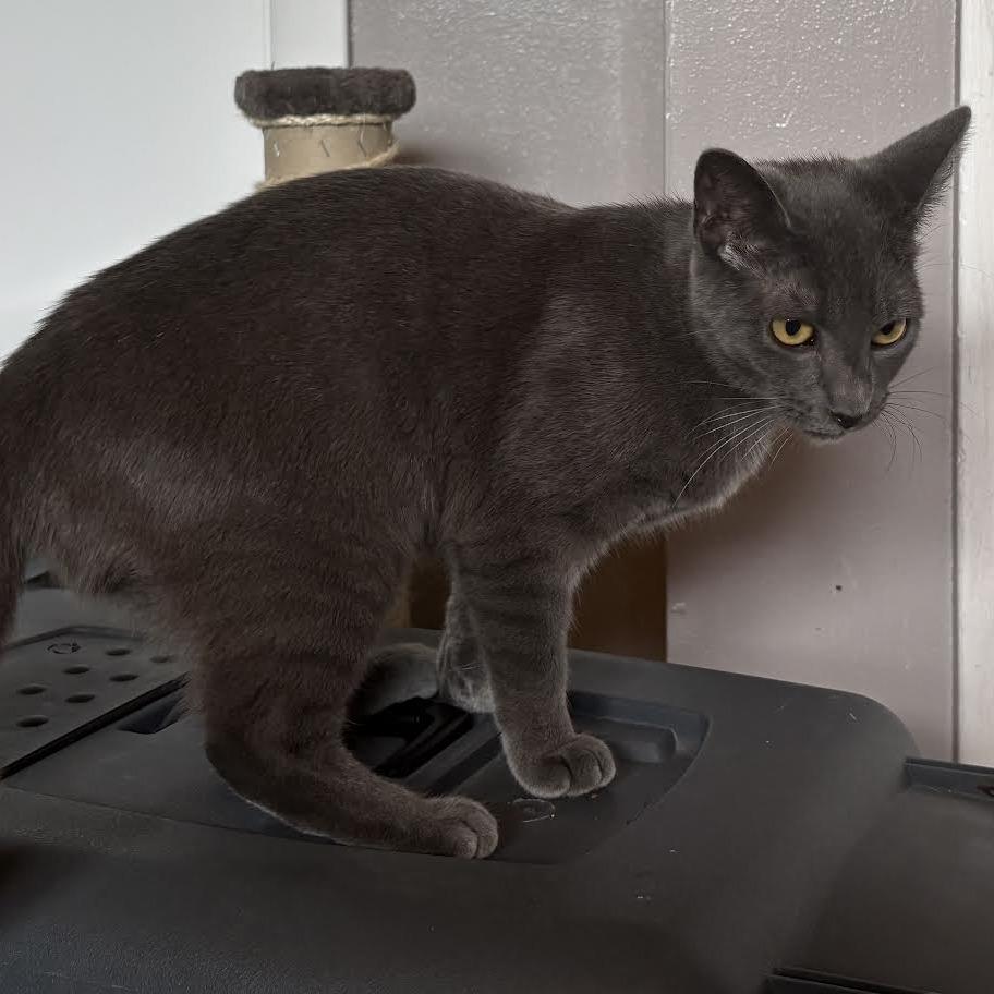 Enlarge Olga (bonded with Nancy), a Adoptable Domestic Short Hair in Madison, WI image 5/6