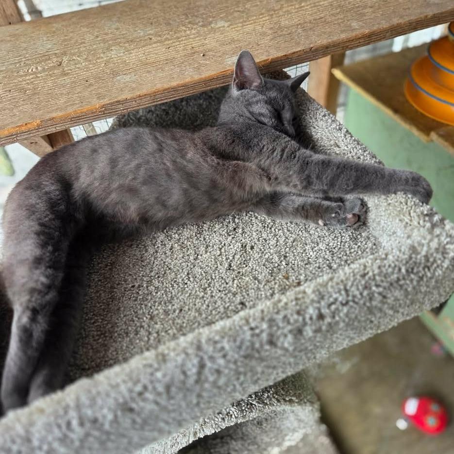 Enlarge Olga (bonded with Nancy), a Adoptable Domestic Short Hair in Madison, WI image 6/6