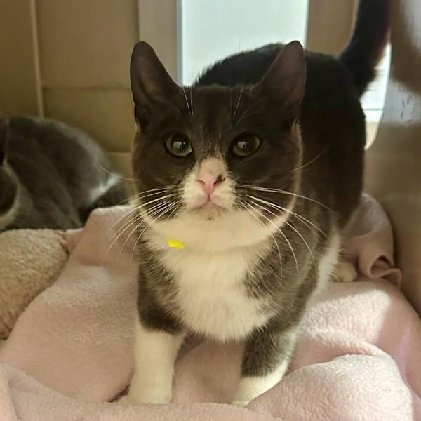 Bolognese, Adoptable, Young Female Domestic Short Hair.