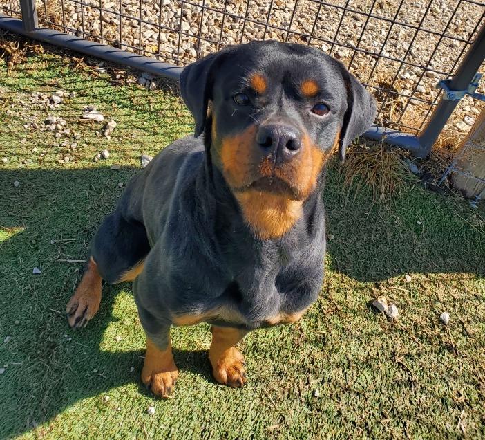 EVA, adopted, Adult Female Rottweiler.