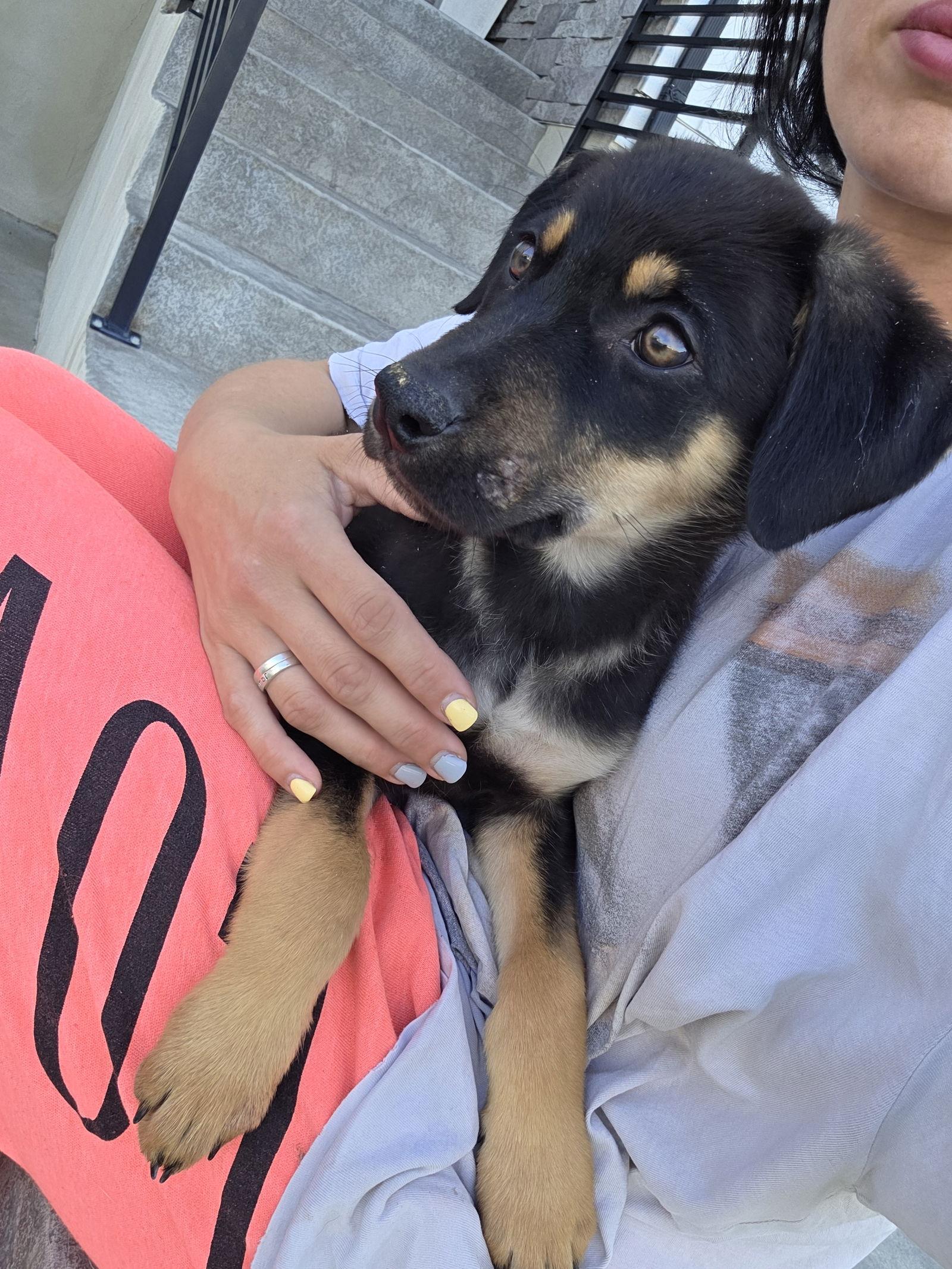 Rotty, a Adoptable German Shepherd Dog in Midway, UT image 1/3