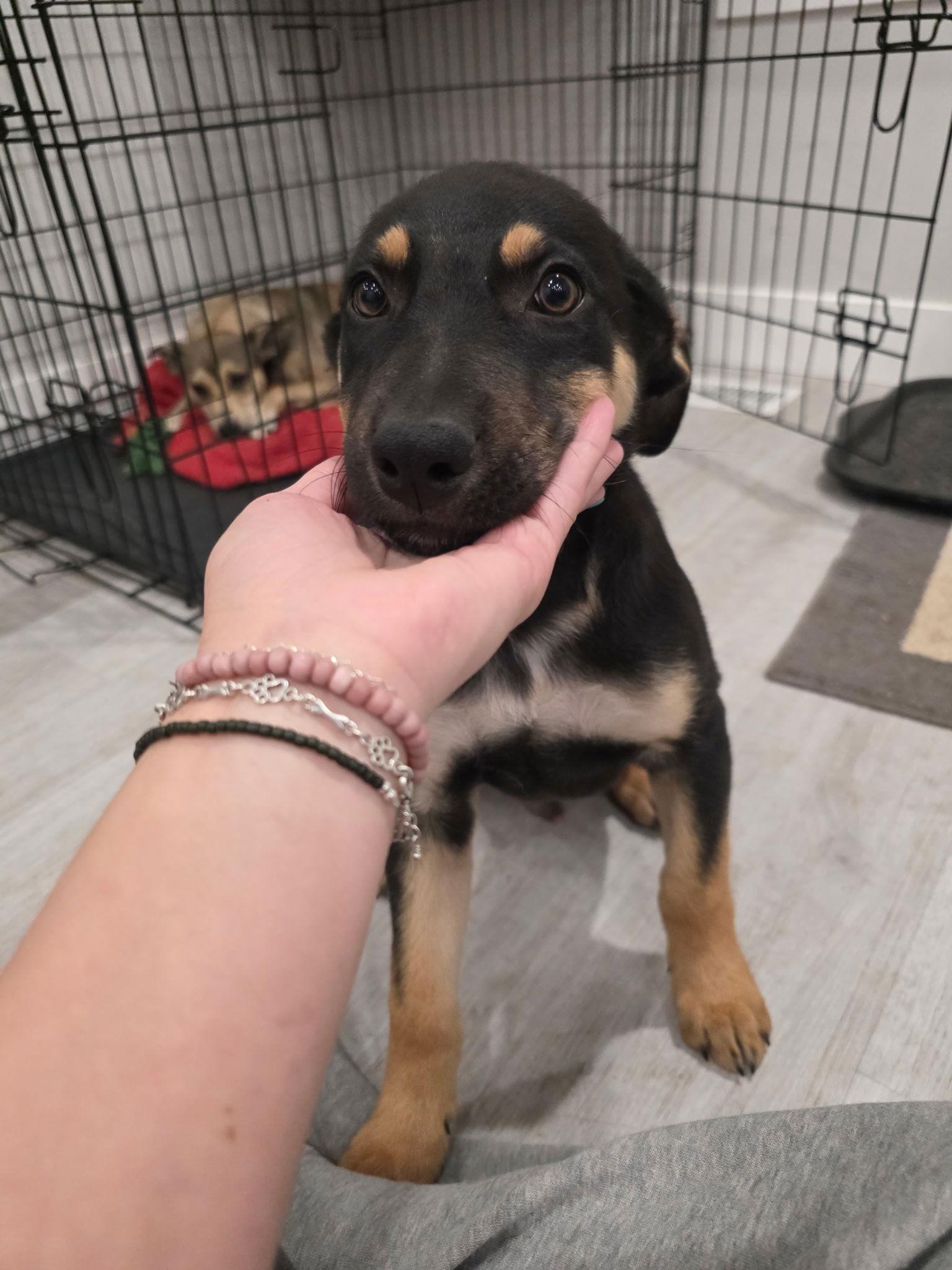 Rotty, a Adoptable German Shepherd Dog in Midway, UT image 3/3