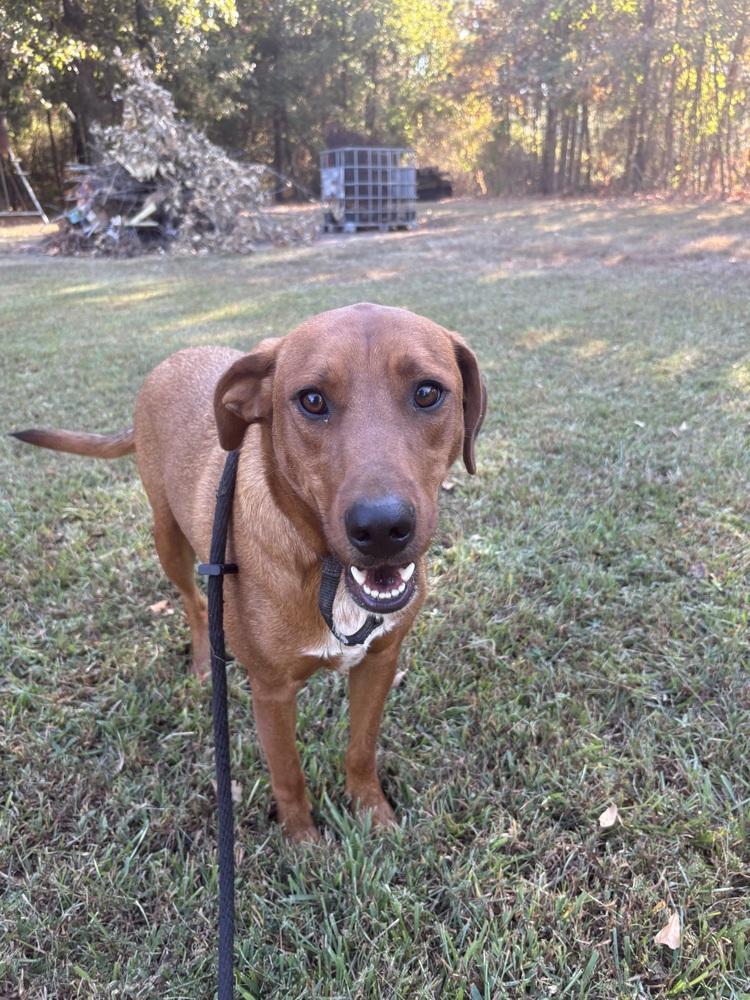 Enlarge Scooter, a Adoptable mixed breed in Boston, MA image 1/6