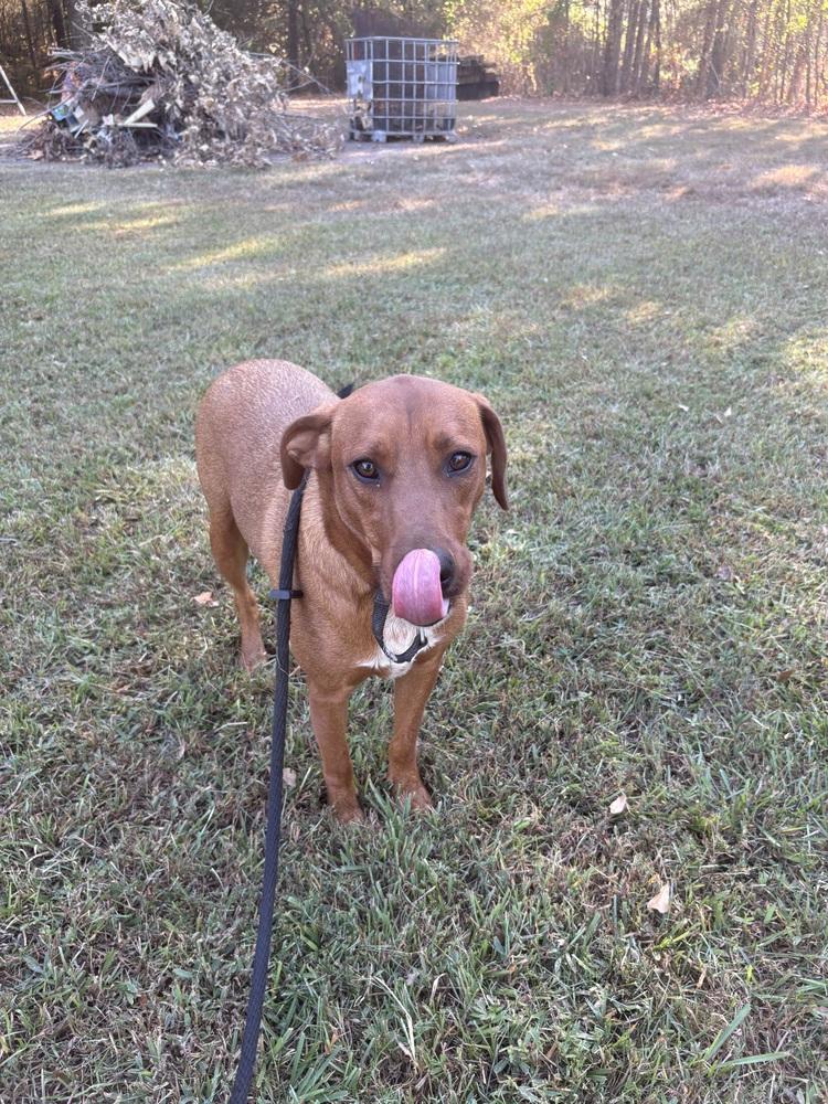 Enlarge Scooter, a Adoptable mixed breed in Boston, MA image 2/6