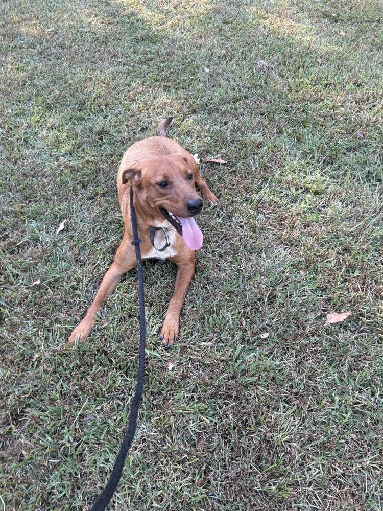 Enlarge Scooter, a Adoptable mixed breed in Boston, MA image 3/6