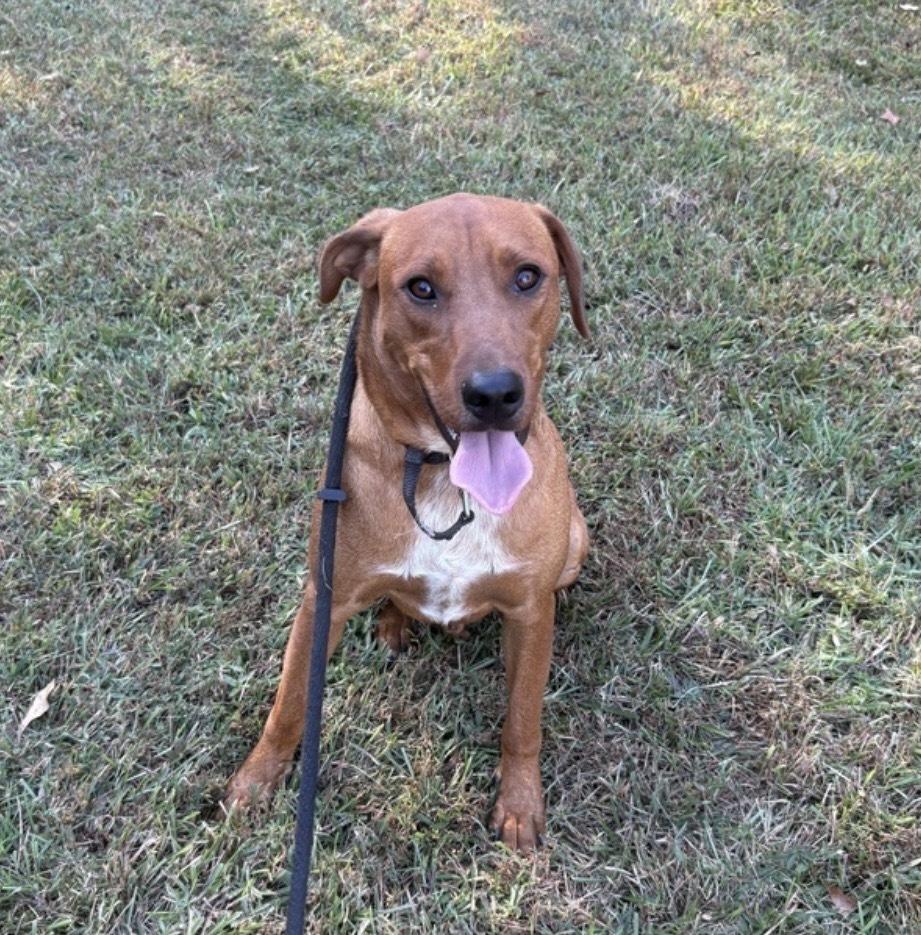 Enlarge Scooter, a Adoptable mixed breed in Boston, MA image 4/6