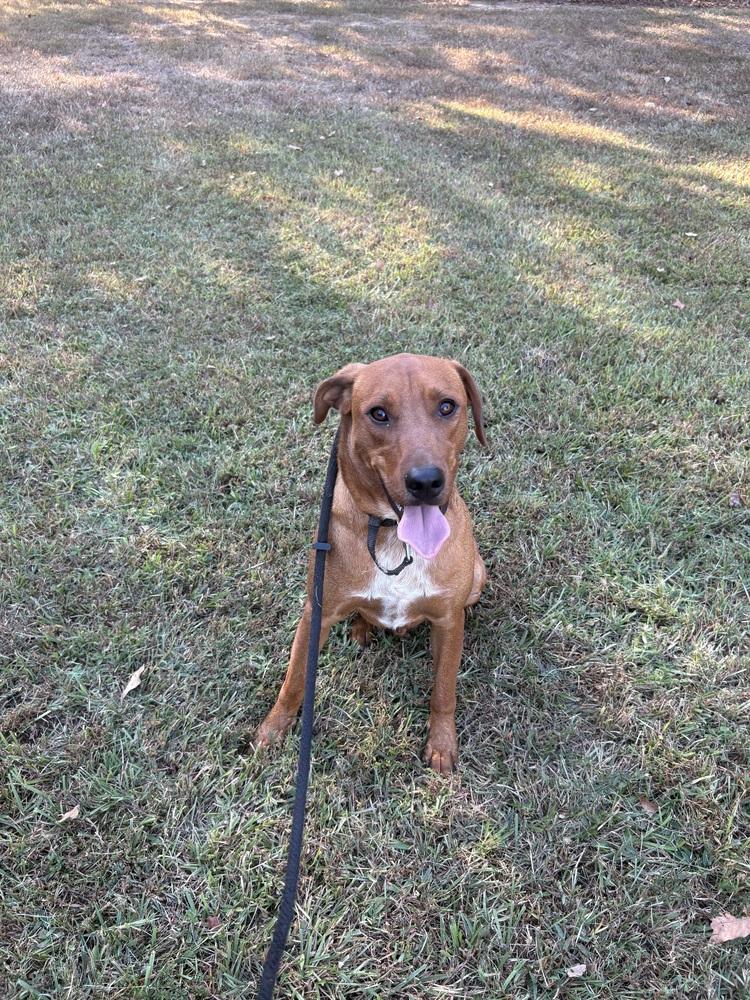 Enlarge Scooter, a Adoptable mixed breed in Boston, MA image 5/6