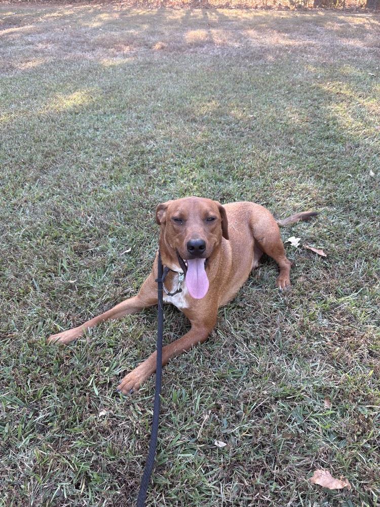 Enlarge Scooter, a Adoptable mixed breed in Boston, MA image 6/6