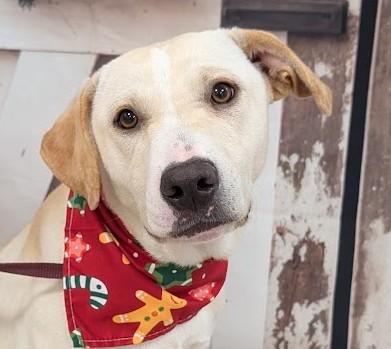 BRITNEY SPEARS, Adoptable, Young Female Labrador Retriever & Pit Bull Terrier.