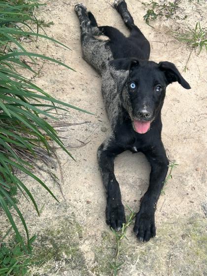 Enlarge Selah, a Adoptable mixed breed in Fairhope, AL image 1/1