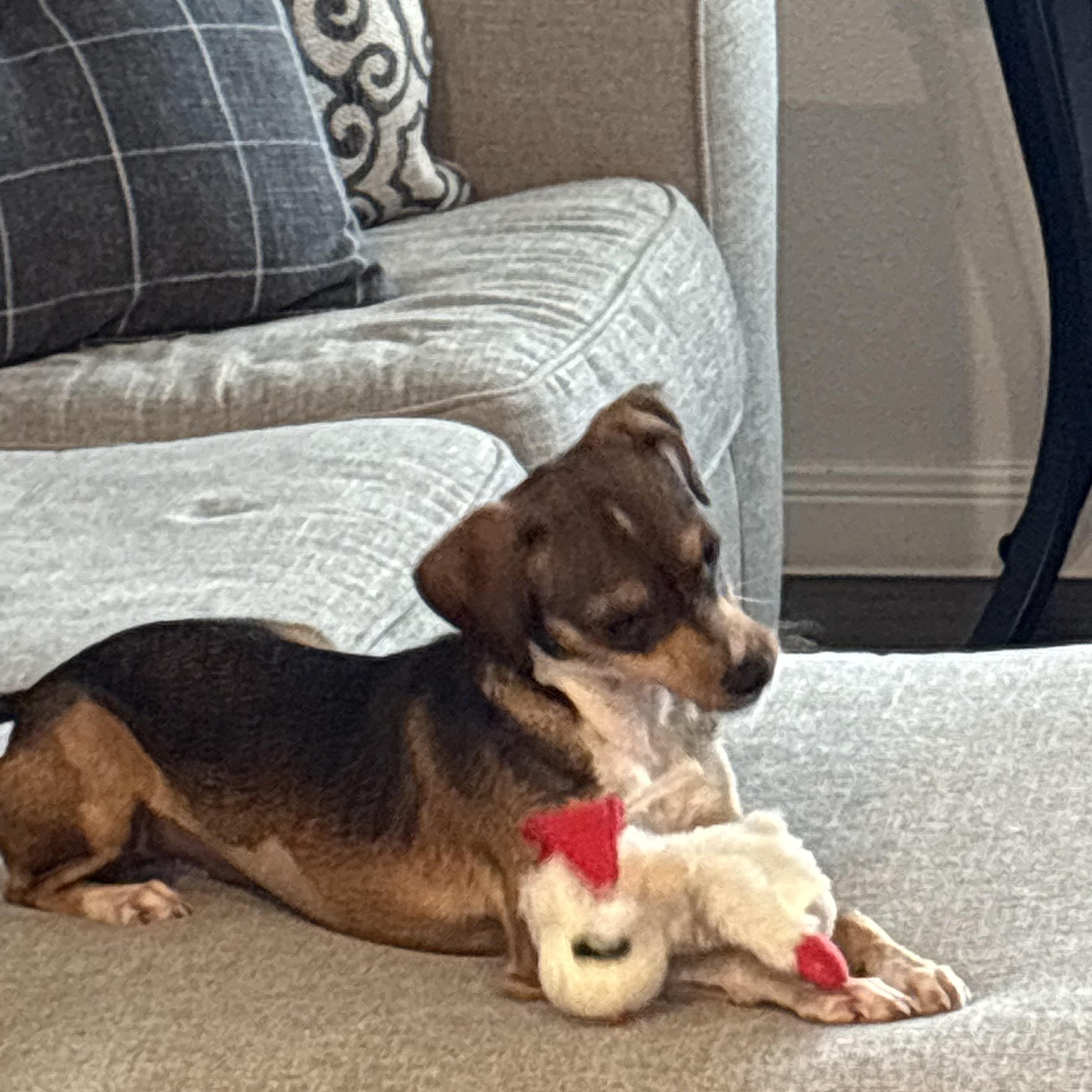Gertie photo 4