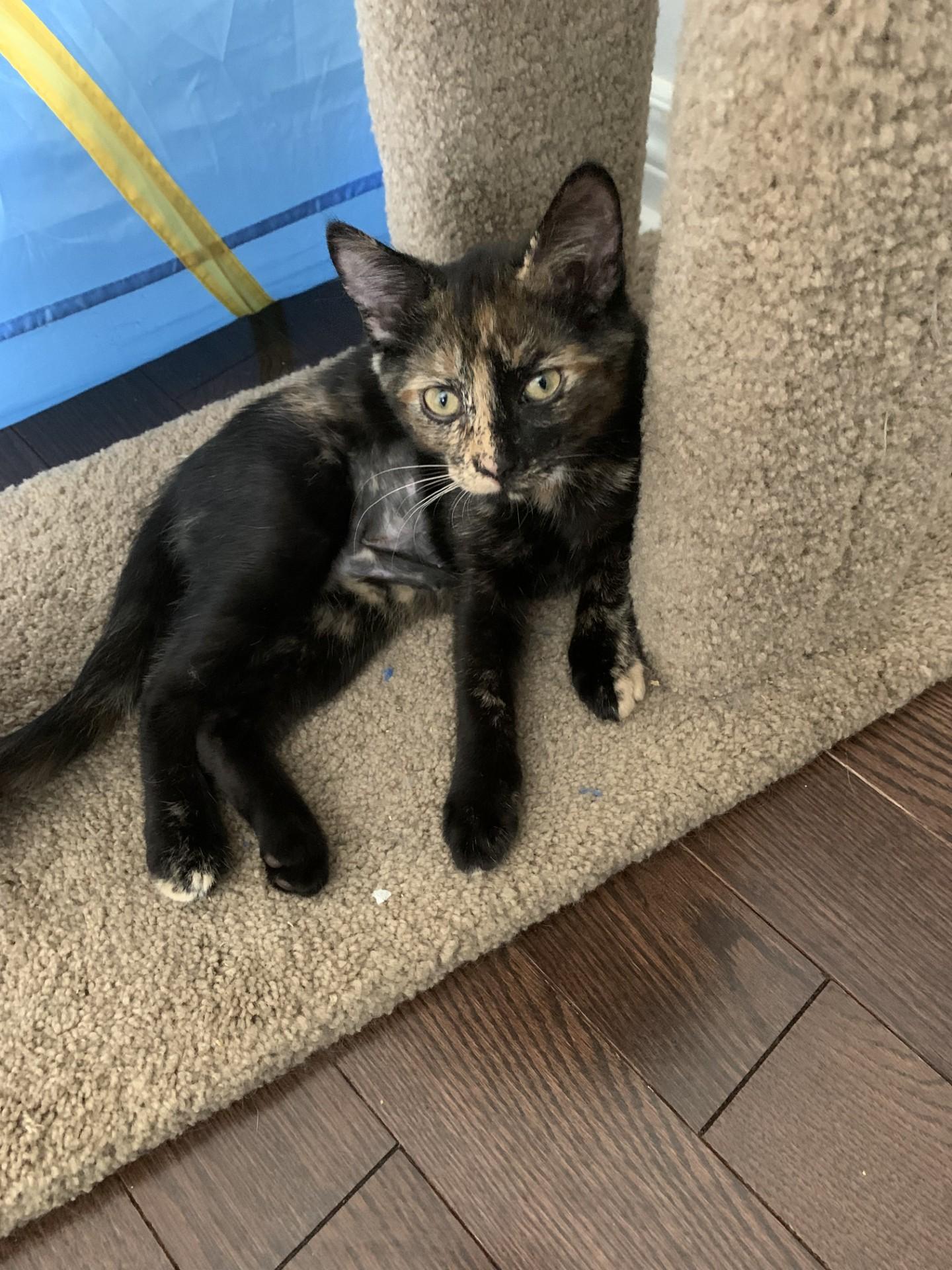SADIE, Adoptable, Kitten Female Tortoiseshell & Domestic Short Hair.