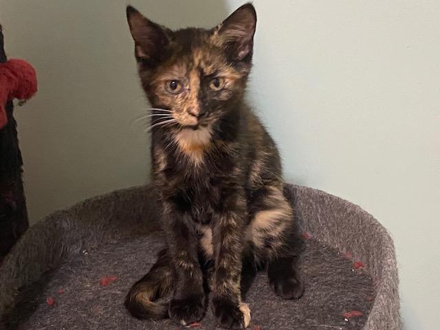 Enlarge SADIE, a Adoptable mixed breed in Niagara on the Lake, ON image 2/2